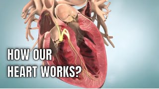 Anatomy amp physiology of Human heart 3D medical animation [upl. by Lelah410]