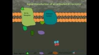 Esmolol Vecuronium Ropivicaine and Ketamine [upl. by Henleigh]