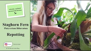 Platycerium Bifurcatum PART 2 REPOTTING  a New Home for my Staghorn Fern [upl. by Kalli705]