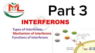 Interferons Types of interferon Mechanism of Interferons  Functions of Interferons  Immunology [upl. by Gustavus]