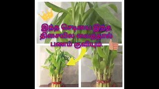 பண வரவு அதிகரிக்க வீட்டில இந்த செடியை வையுங்கள்  Indoor Plants  Bamboo Plant  JK Rockstars [upl. by Krenn]