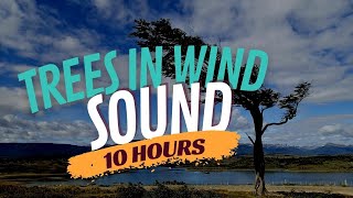 Trees in Wind and Trees Blowing in the Wind 🌳 Nature Wind Blowing Trees [upl. by Pitt]