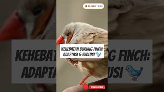 Kehebatan Burung Finch Adaptasi amp Evolusi 🐦 [upl. by Eerazed939]