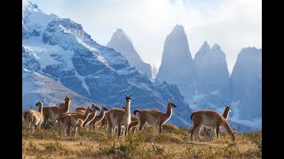 Facts about Guanacos [upl. by Abigail]