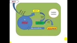 Mechanism of Acyclovir Brand Acerux Bangladesh [upl. by Olive153]