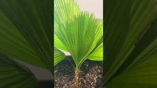 🌴Ruffled Fan palm Licuala Grandis🌴 houseplants indoorplants palm palmeiras [upl. by Crowns677]