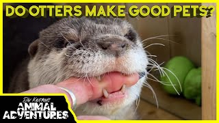 Do OTTERS make good PETS [upl. by Alaj]