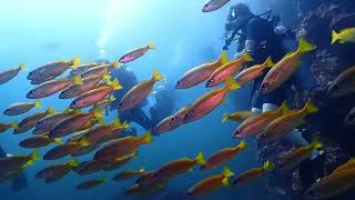 Richelieu Rock Dive Thailand [upl. by Ahsiener]