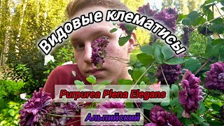 ВИДОВЫЕ КЛЕМАТИСЫ  ЛУЧШИЕ ЦВЕТУЩИЕ ЛИАНЫ Ботанический Purpurea Plena Elegans и Клематис Альпийский [upl. by Eirehs939]