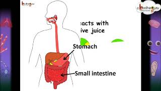 Science  What is nutrition and 5 stages of human nutrition  Hindi [upl. by Essej]