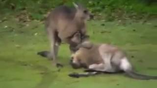 Man fights kangaroo Aussie dude punches kangaroo in the face after it attacks his dog  TomoNews [upl. by Lleinnad877]