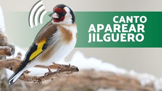 🎶CANTO para APAREAMIENTO JILGUEROS 🐤 ¡Hace que el CELO del jilguero AUMENTE 10 minutos [upl. by Carder131]