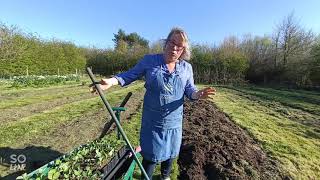 How to plant out sweet peas part 1 [upl. by Naahsar721]