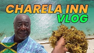 Negril Taken Over By Seaweed  Charela Inn 😮 jamaica [upl. by Lamphere]