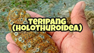 teripang holothuroidea part48 [upl. by Corissa]