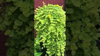 Lysimachia nummularia “creeping jenny” [upl. by Arenahs512]