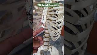 Xiphoid Process sternum draqilshah viralvideos anatomy grossanatomy youtubeshorts shorts dr [upl. by Airel]