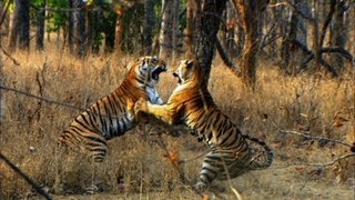 Tiger Cubs First Prey  David Attenborough  Tiger  Spy in the Jungle  BBC Earth [upl. by Tova]