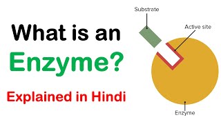 What is an Enzyme  Hindi  Dr Priyank Singhvi [upl. by Ailehc]