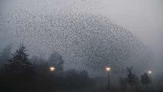 Starlings mornings  Les matins des étourneaux  Murmurations [upl. by Simpkins]