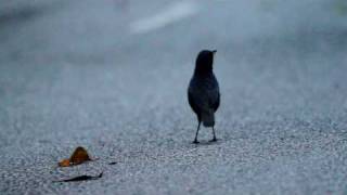 Malaysian WhistlingThrush [upl. by Franza]