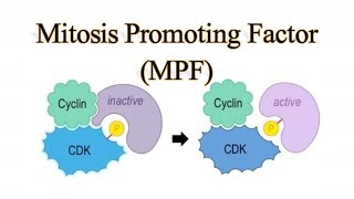 Mitosis Promoting Factor IMaturation Promoting Factor I MPF I Cyclin I cyclin dependent Kinase I CDK [upl. by Isabeau470]