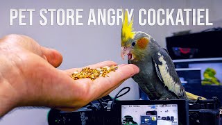 How to Tame a Cockatiel From the Pet Store [upl. by Adekam47]