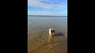 Exploring Nanjemoy Wildlife Management Area with a Wet Dog [upl. by Shererd]