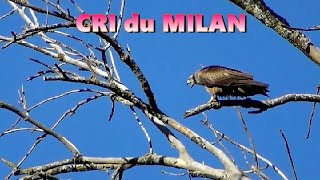 Cri du MILAN NOIR [upl. by Alyssa]