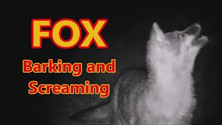 Fox Screaming and Barking at Night  Screaming Foxes [upl. by Ahsinyar701]