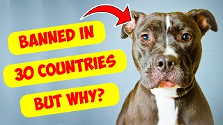 Why are Pitbulls banned in 30 countries [upl. by Willet275]