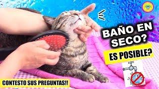 🙀Como baño en SECO a mi GATA Nana Tofis por primera vez Contesto sus PREGUNTAS 😺💦 [upl. by Lerual]