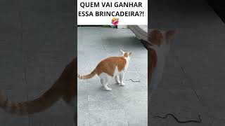 QUEM VAI GANHAR ESSA BRINCADEIRA GATO BRINCANDO COM A COBRA animaisdeestimação cat gato [upl. by Neirda]