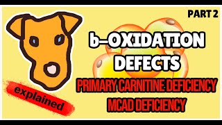 boxidation defects Primary Carnitine deficiency MCAD deficiency Biochemistry for Step 1 [upl. by Fernand]