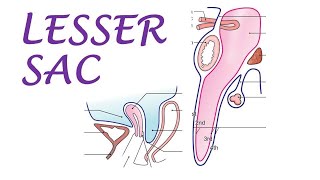 Chp18  Lesser Sac  Omental Bursa  BDC Vol2  Abdominal Cavity  Dr Asif Lectures [upl. by Dodd]