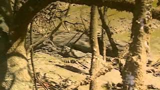 Ray Mears Extreme Survival S01E06  Arnhem Land [upl. by Imoen]