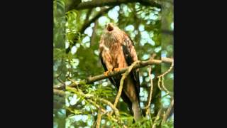 Red Kites Calling 35 secs [upl. by Rochella]