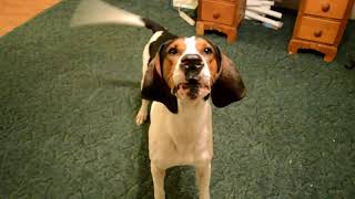 Jax Treeing Walker Coonhound Howling Away [upl. by Airun652]