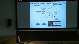 The Long and Short of It Telomeres in Aging and Cancer [upl. by Alludba]