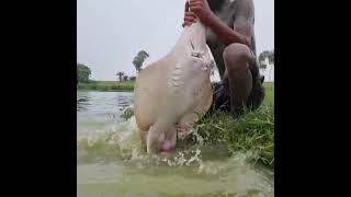 fish fishing video Mudmanfishing short video reels water river [upl. by Katie]