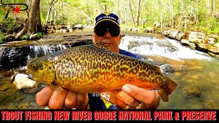 Trout Fishing New River Gorge National Park amp Preserve [upl. by Yorke218]