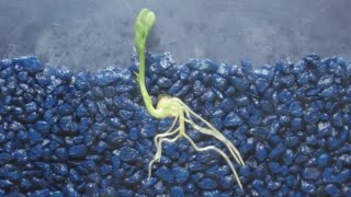 Time Lapse of Pea Shoot  Root Growth [upl. by Oivat]