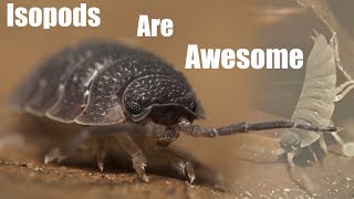 Isopod Colonies Are More Fun Than Youd Think  Homemade Porcellio scaber terrarium [upl. by Palgrave]