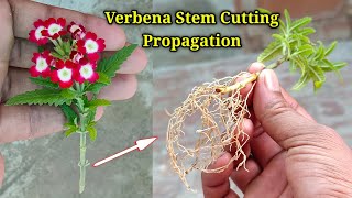 Verbena Plant Stem Cutting Propagation  How To Grow Verbena Plant From Cuttings  Stem Cutting Idea [upl. by Lichtenfeld]