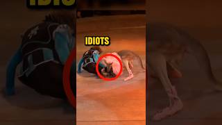 Kangaroo ATTACKS Performer😨 viral [upl. by Frech]