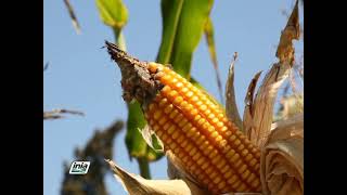 CULTIVO DEL MAÍZ AMARILLO DURO MEGAHIBRIDO PARA PRODUCCIÓN DE SEMILLA [upl. by Edda]