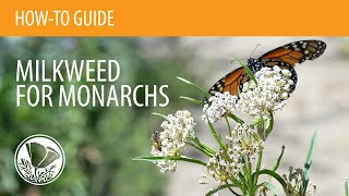 How to Plant Milkweed for Monarchs from Seed or Starter Plants [upl. by Annekam152]