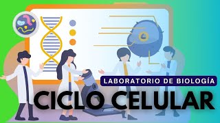 Laboratorio de Biología Ciclo celular [upl. by Podvin]