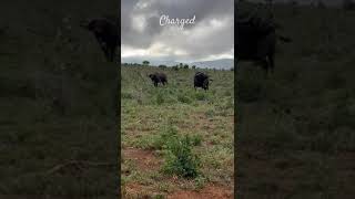 Close Call 😱 Buffalos Charge at Tourists [upl. by Simdars]