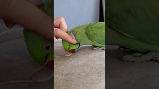 İnsan Gibi Konuşan Pakistan Papağanı  mithu parrots [upl. by Hiett]